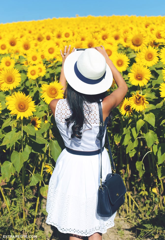 sunflower fields ann taylor dress