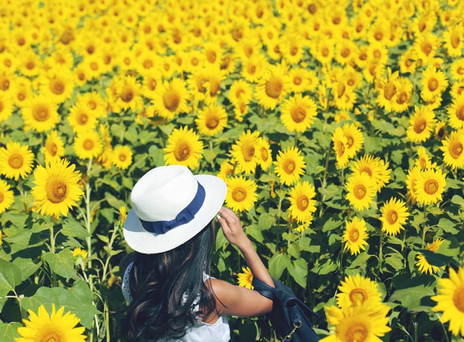 sunflower fields ann taylor dress1