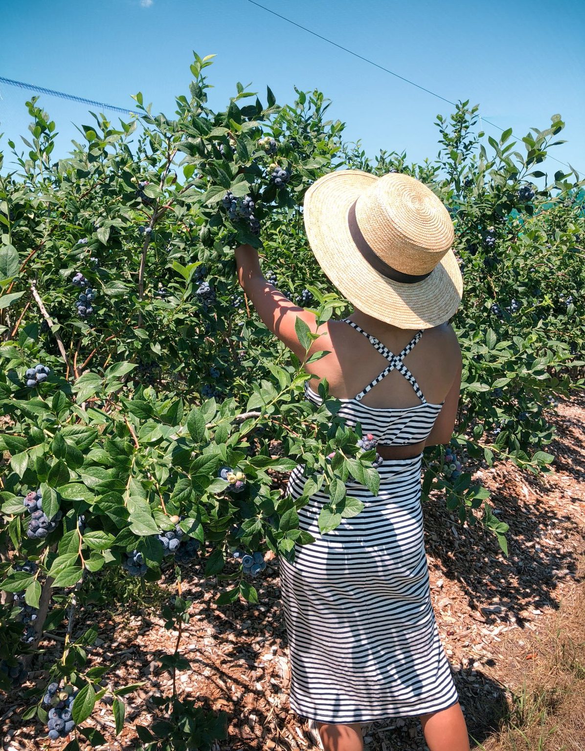 boston area farm blueberry picking parlee