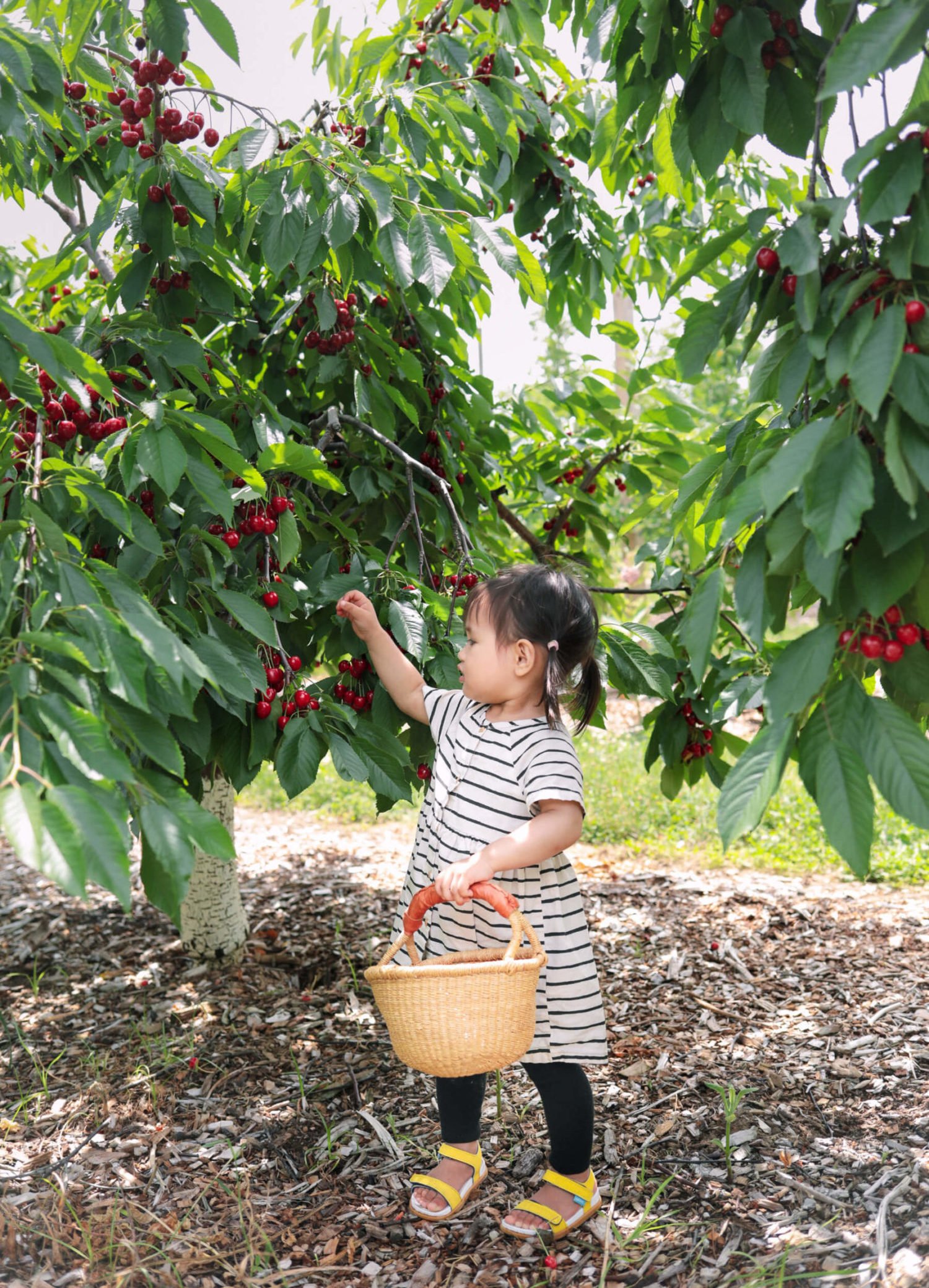 Boston New England farm cherry blueberry strawberry picking